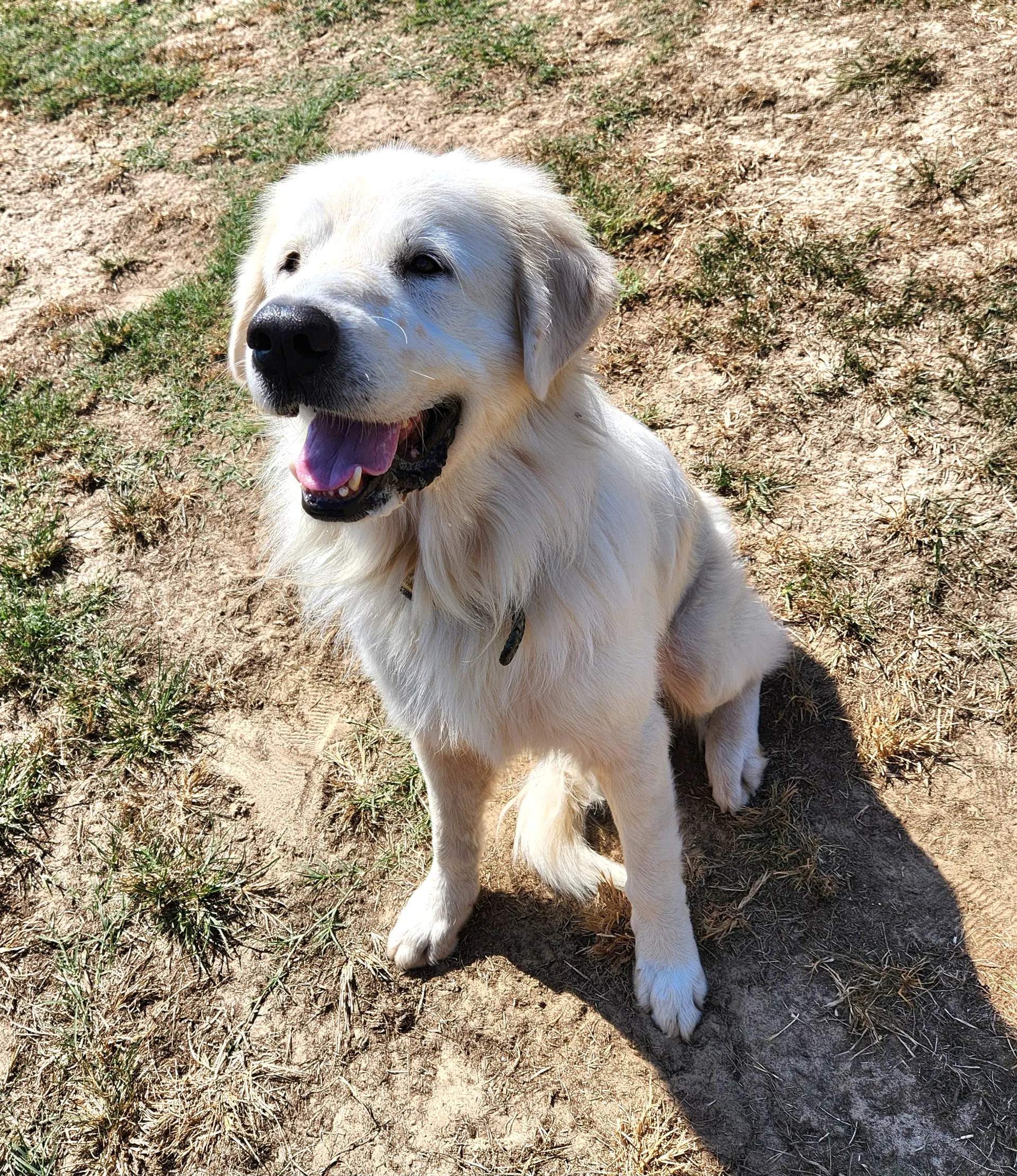 Polar - Great Pyrenees