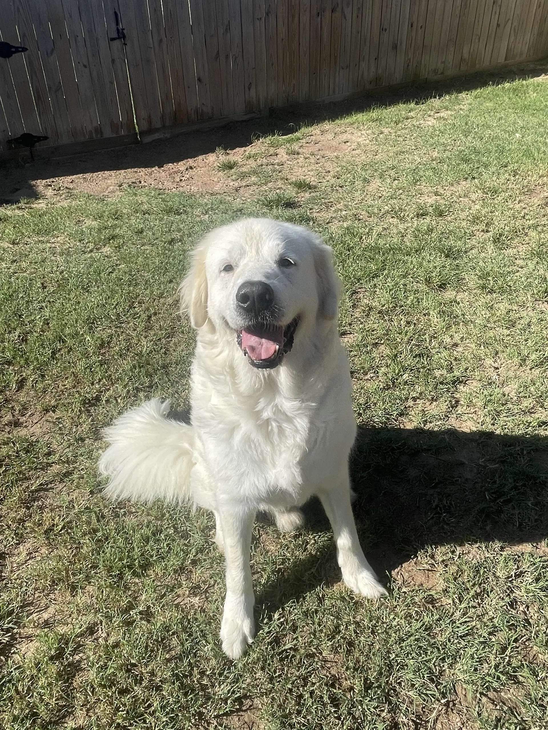 Polar - Great Pyrenees