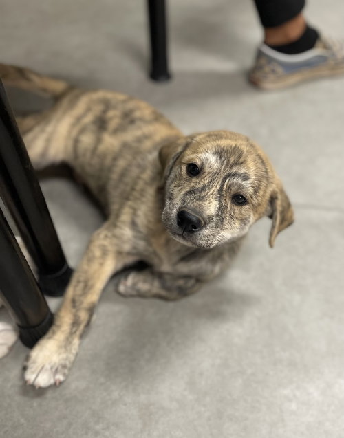 picture of the dog needing adoption