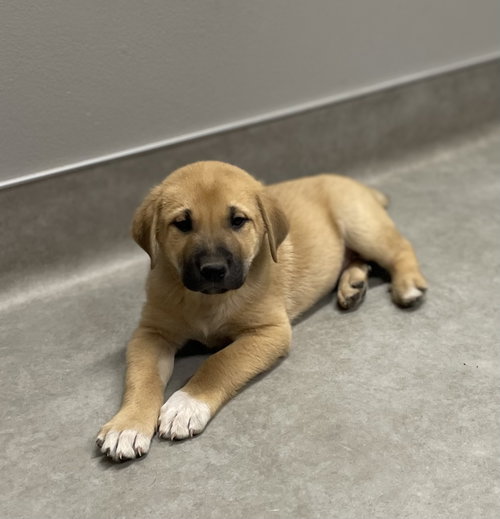 picture of the dog needing adoption