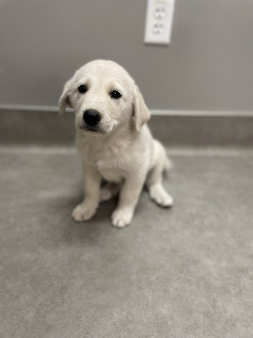 picture of the dog needing adoption