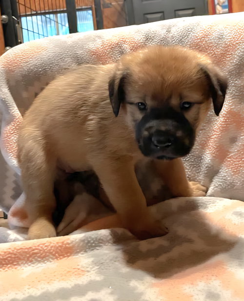 picture of the dog needing adoption