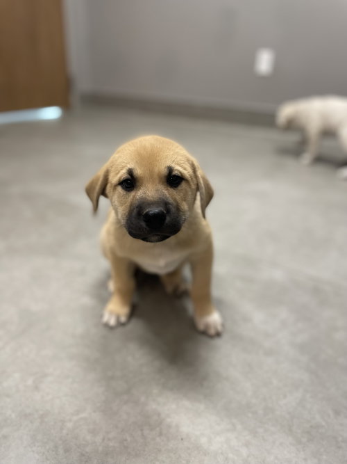 picture of the dog needing adoption