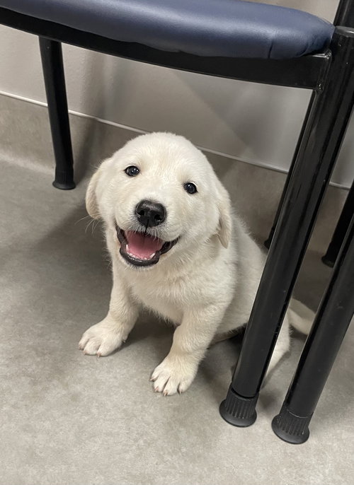 picture of the dog needing adoption
