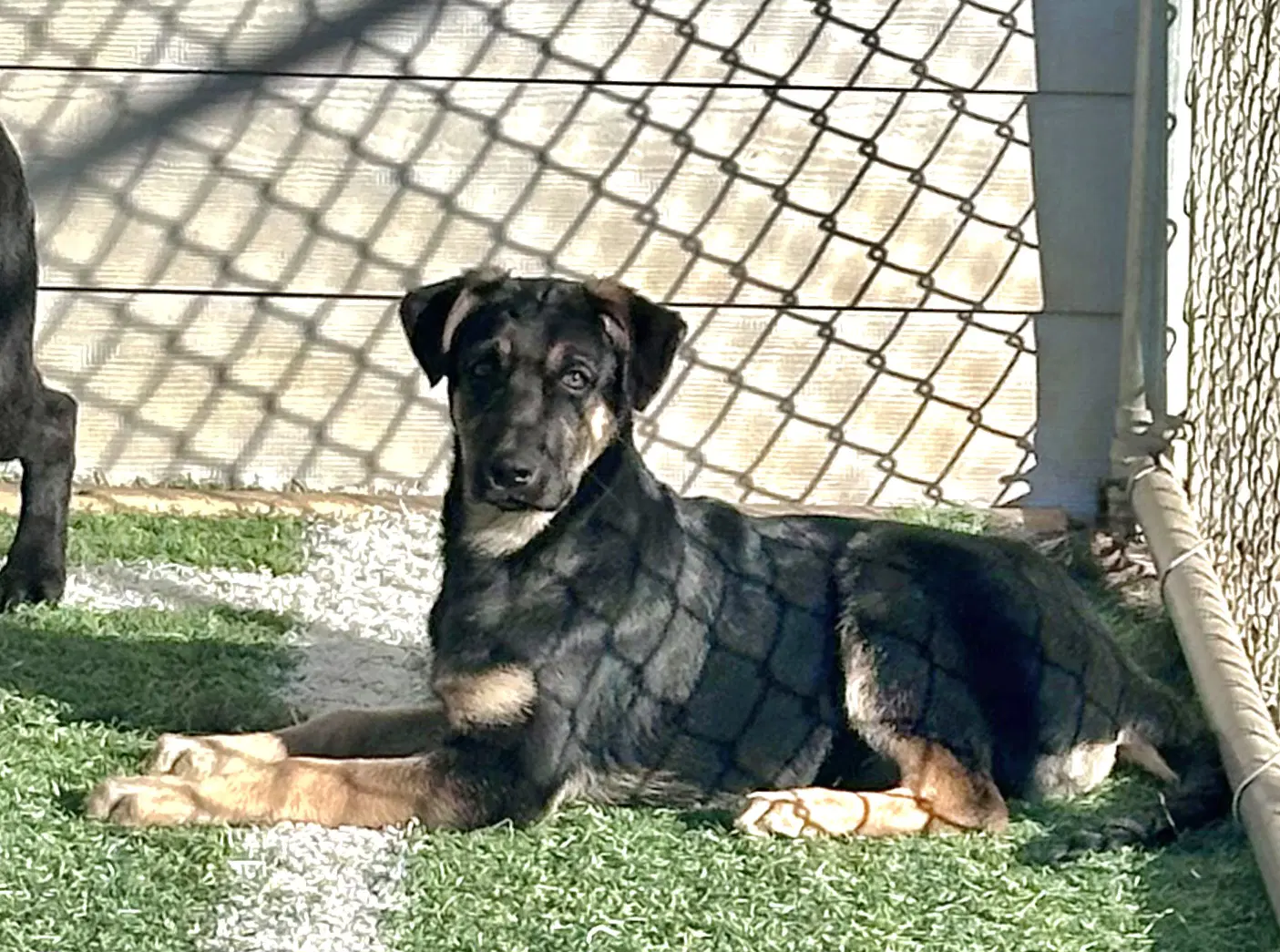Baby Ruth - German Shepherd Dog