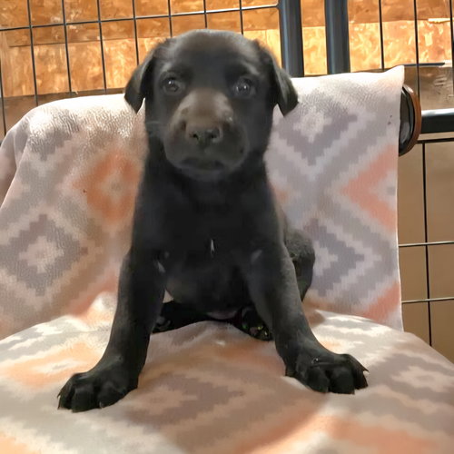 picture of the dog needing adoption