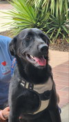 Tootsie - Photo 2