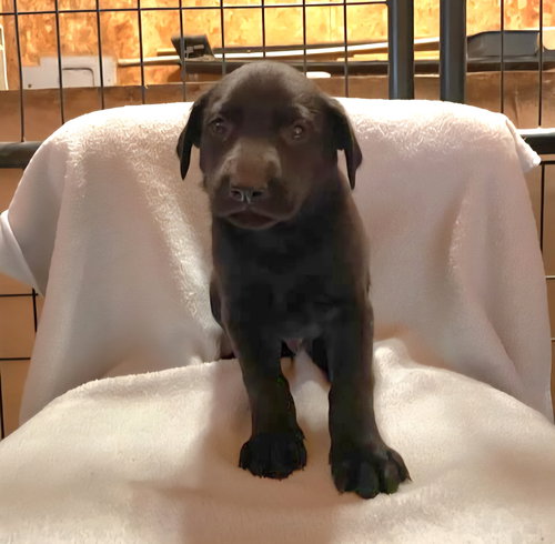 picture of the dog needing adoption