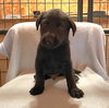 Mr. Goodbar - Photo 2