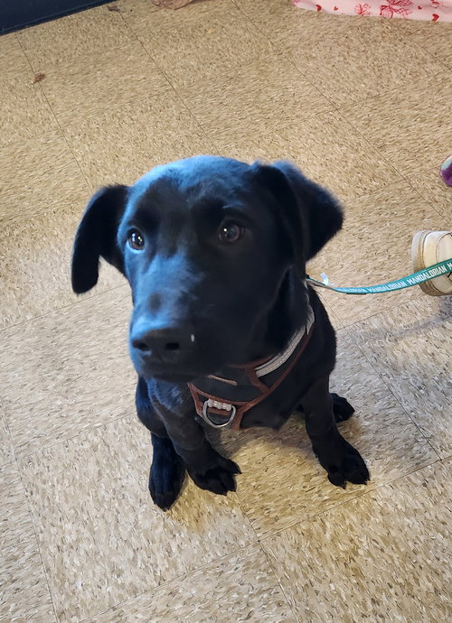 MR. GOODBAR - German Shepherd Dog / Black Labrador Retriever available for adoption