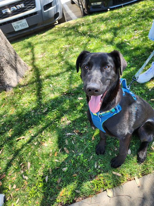 Mr. Goodbar, an adoptable German Shepherd Dog in Gun Barrel City, TX