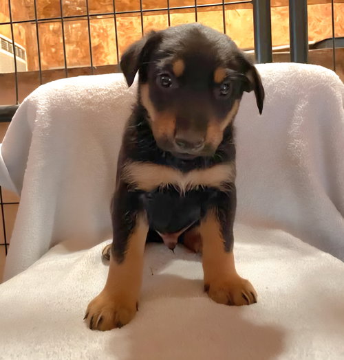 picture of the dog needing adoption