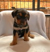 Reeses - Photo 2