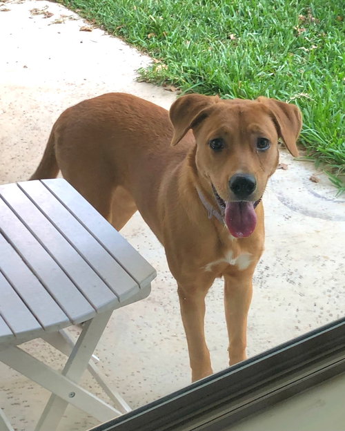 picture of the dog needing adoption