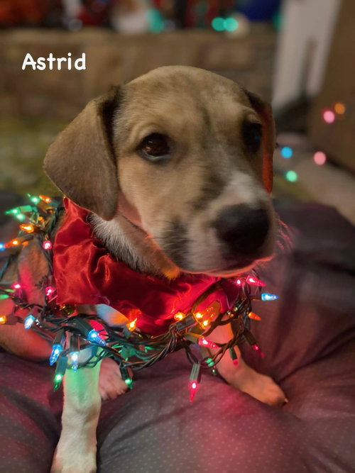 picture of the dog needing adoption