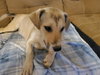 Astrid - Photo 1