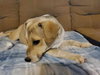 Astrid - Photo 2