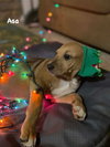 Asa - Photo 1