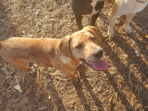 Asa, an adoptable Yellow Labrador Retriever in Gun Barrel City, TX