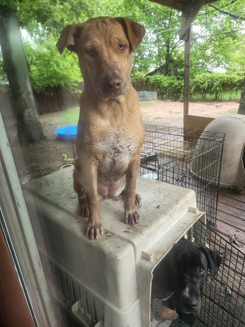 Torvi, an adoptable Yellow Labrador Retriever in Gun Barrel City, TX
