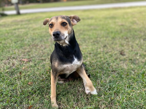 picture of the dog needing adoption