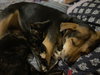 Bliss - Photo 2