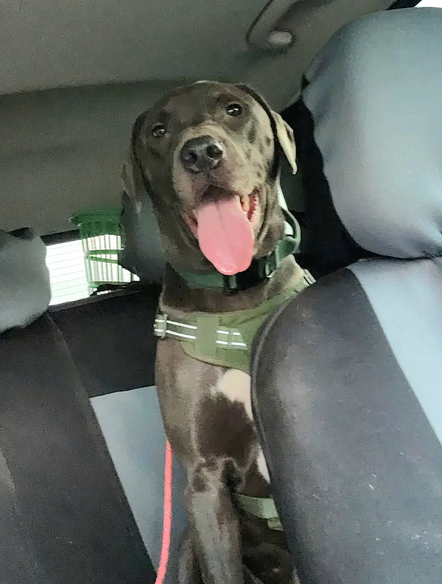 Linc - Yellow Labrador Retriever