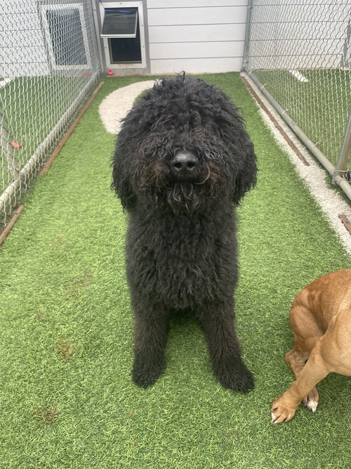 picture of the dog needing adoption