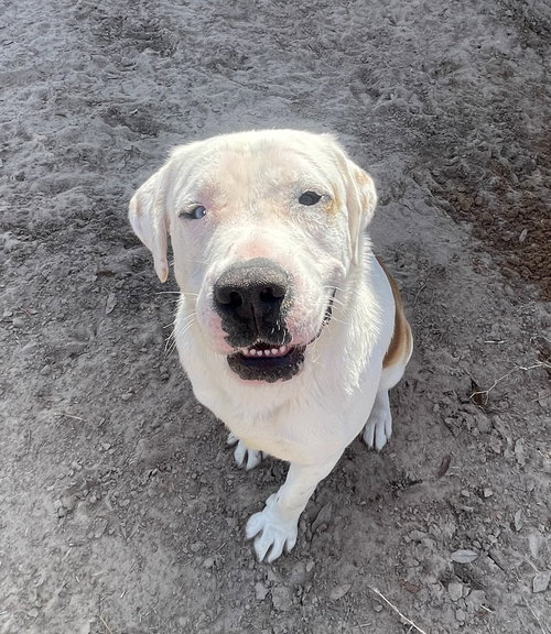 picture of the dog needing adoption