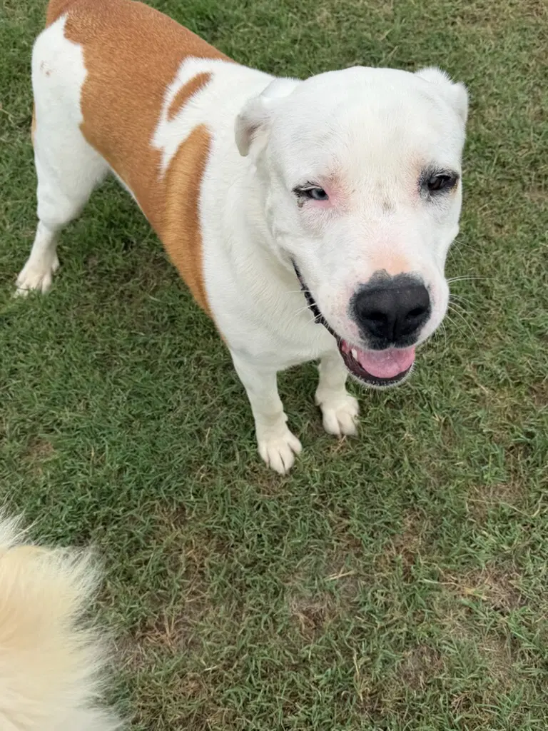 Rambo - Dogo Argentino