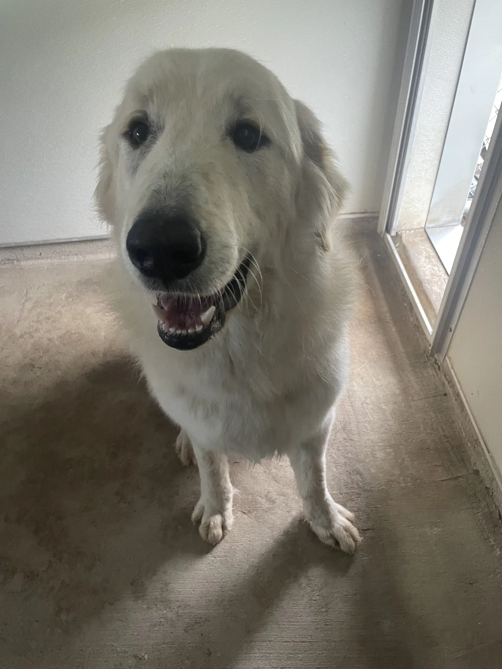 Lefty - Great Pyrenees