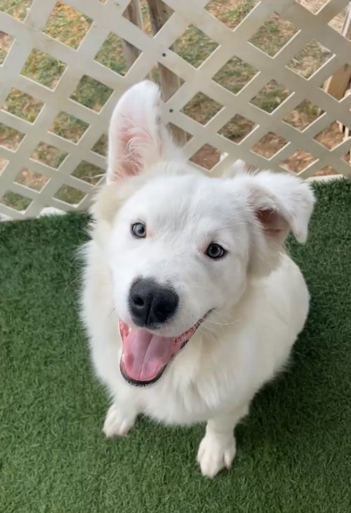 Mellow, an adoptable Great Pyrenees in Gun Barrel City, TX
