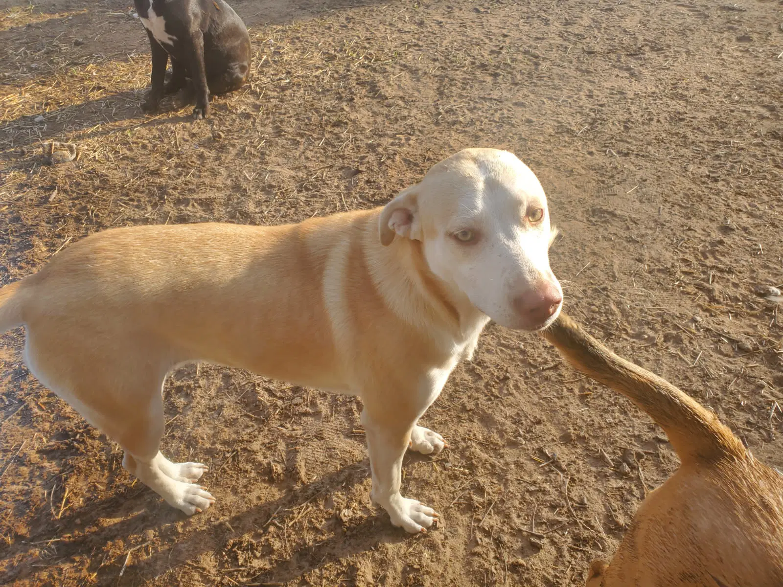 Nova image 2