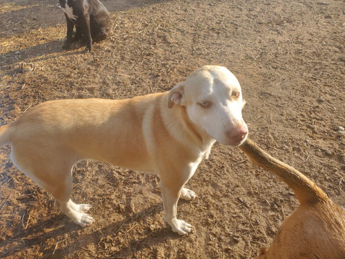 Nova, an adoptable Yellow Labrador Retriever in Gun Barrel City, TX