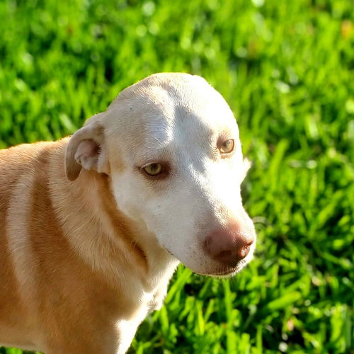 Nova