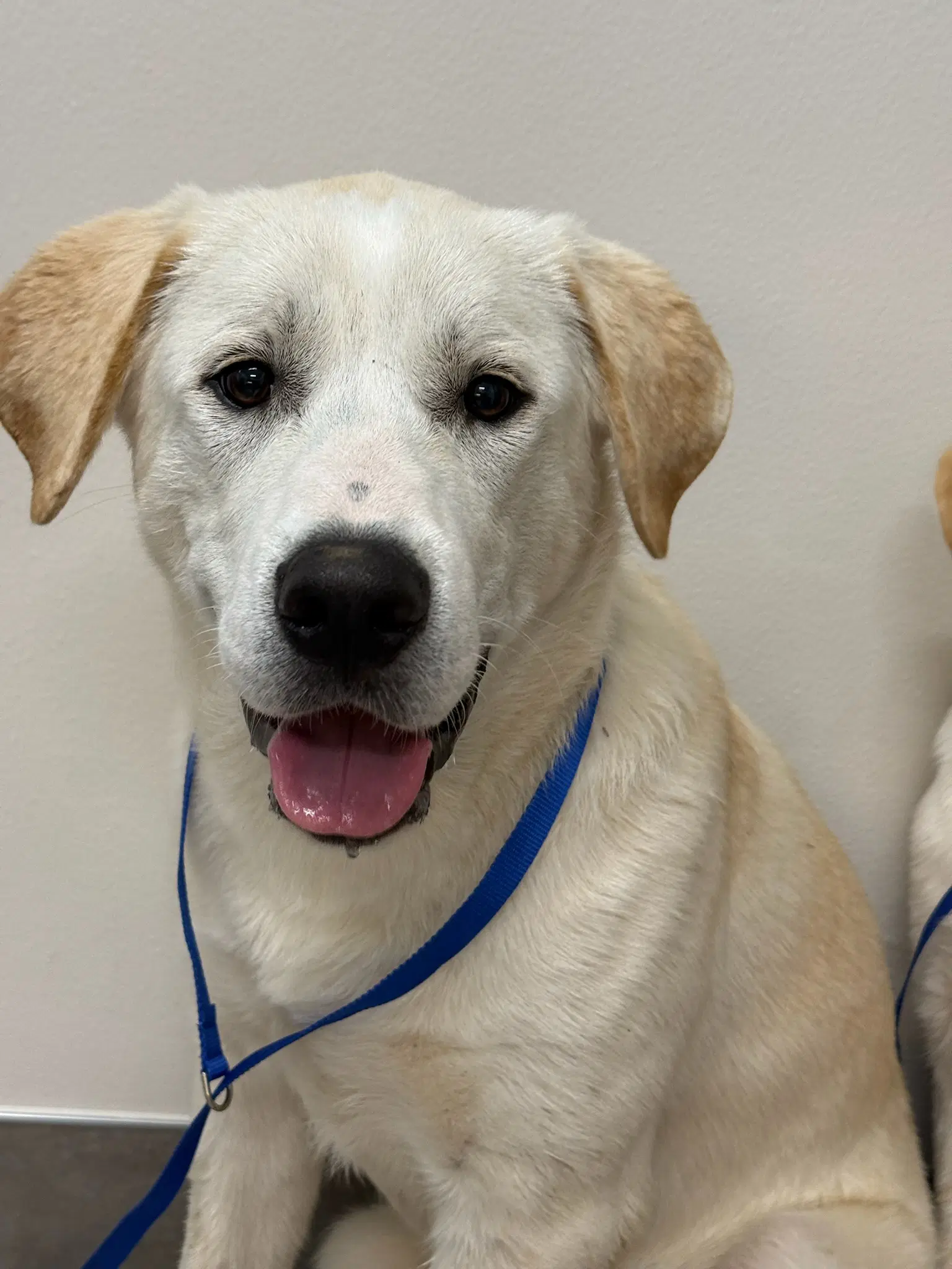 Dozer - Labrador Retriever