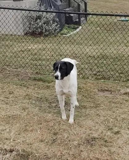 Dee - Pointer