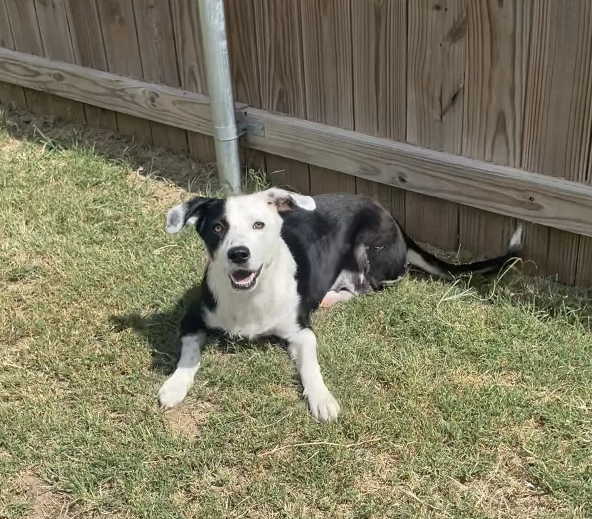 May - Border Collie