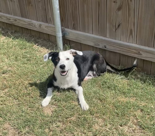 May, a dog for adoption from Straydog Inc