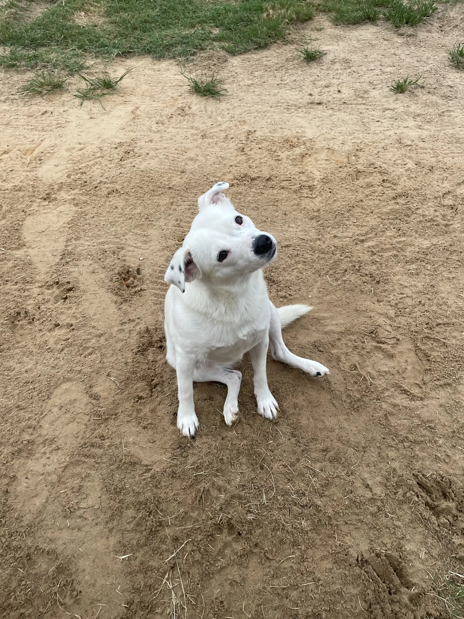 Jasmine - Yellow Labrador Retriever