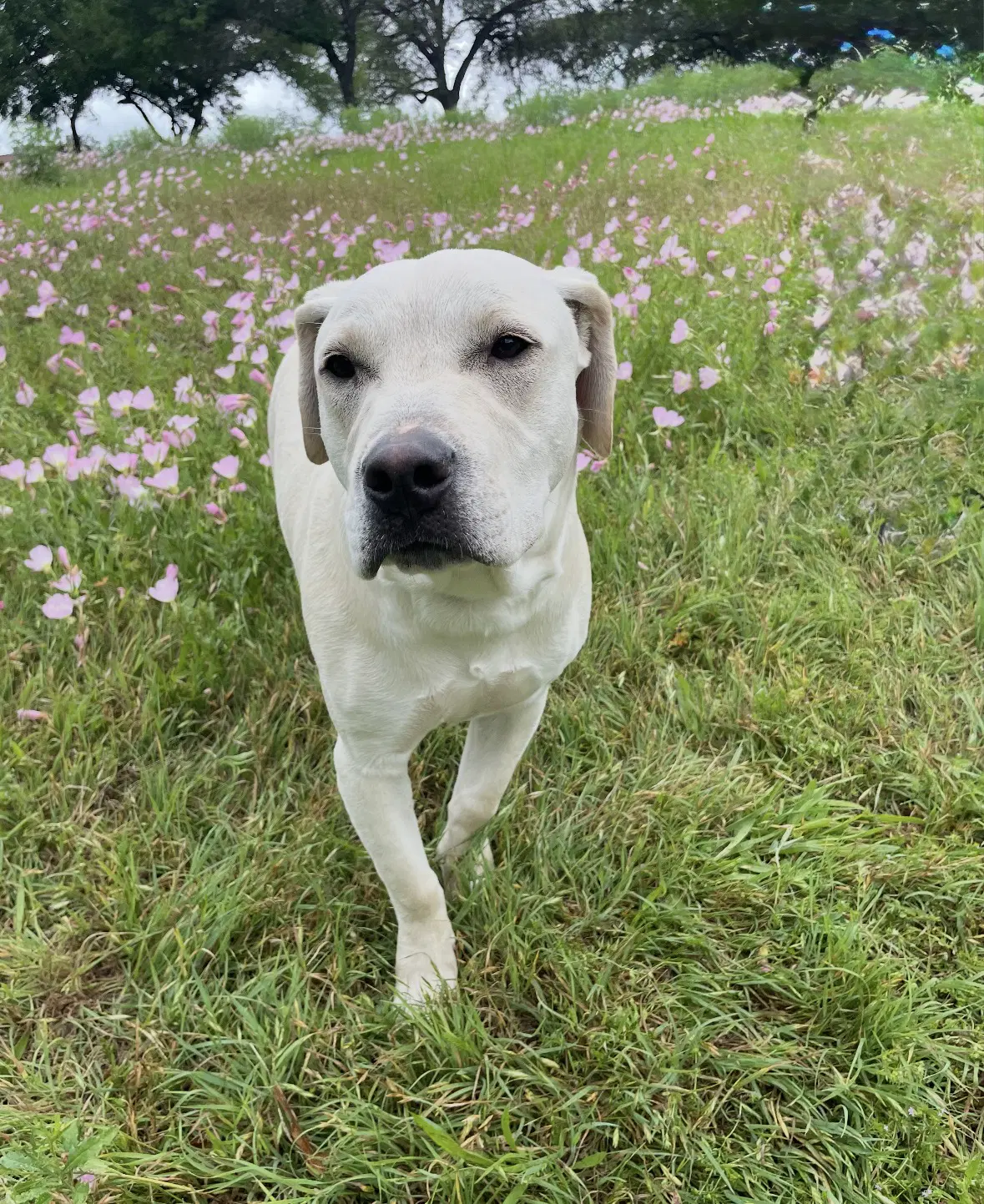 Ryker - Yellow Labrador Retriever