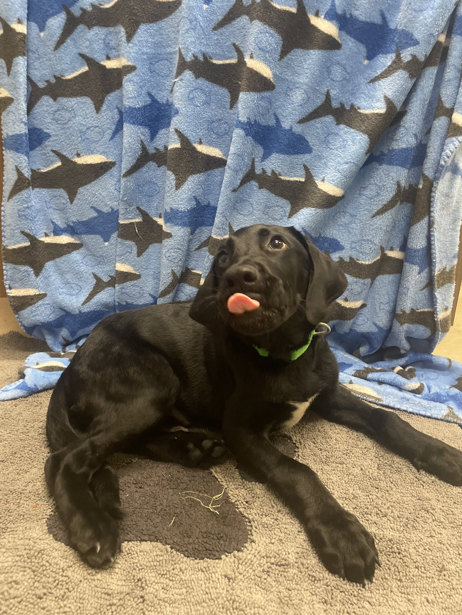 Messi, Black Labrador Retriever