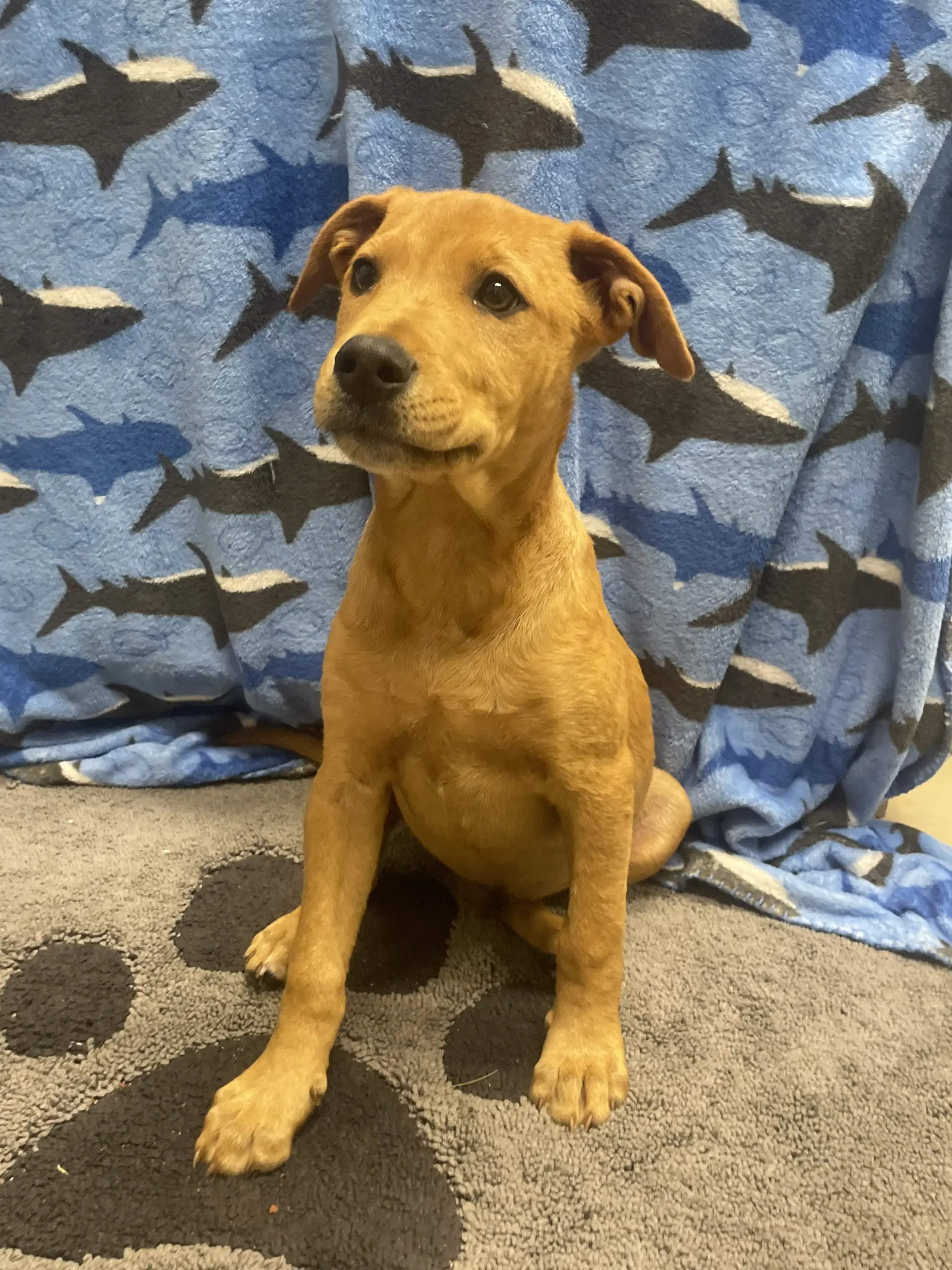 Churro - Labrador Retriever