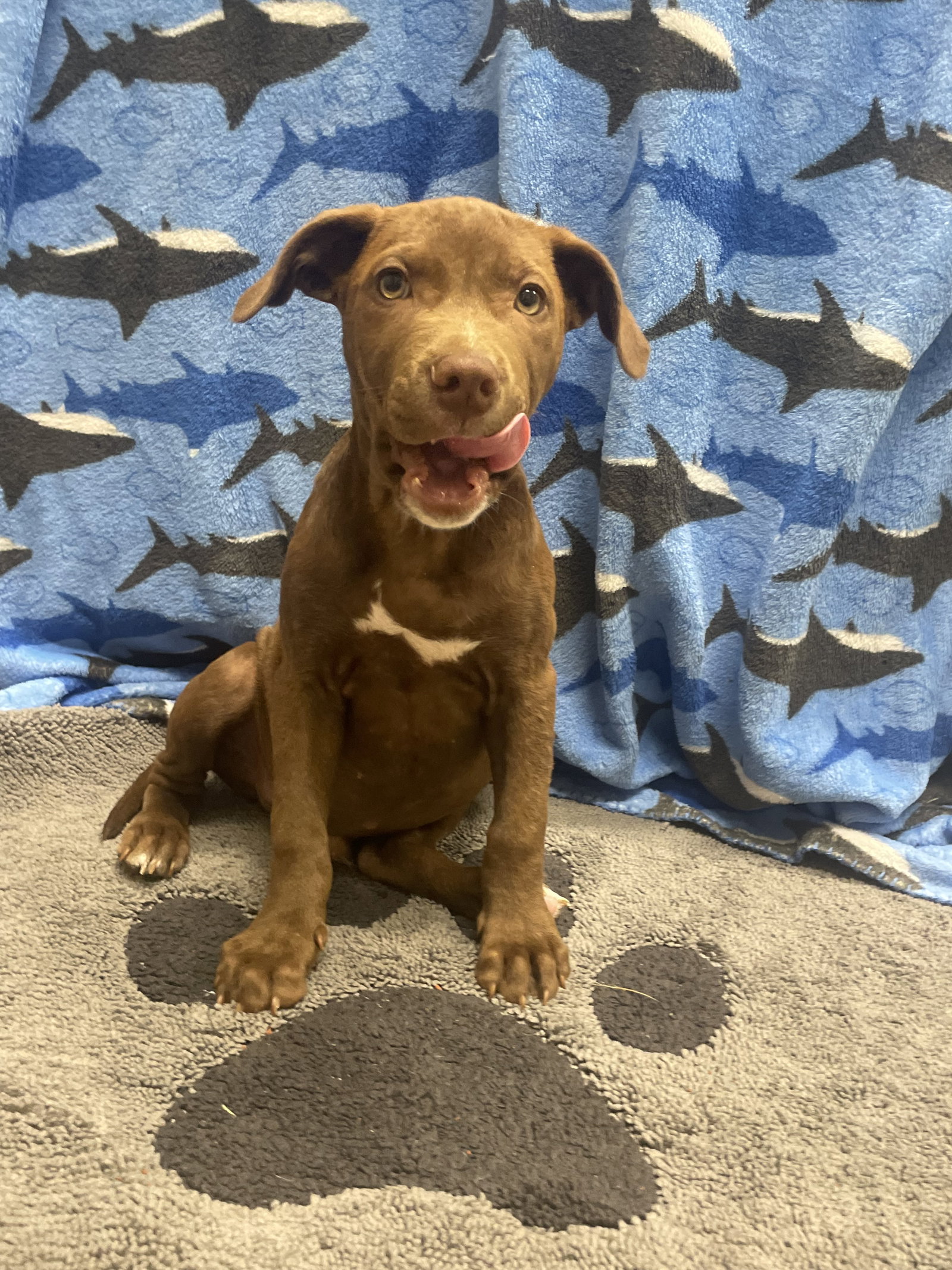 Choco, Labrador Retriever