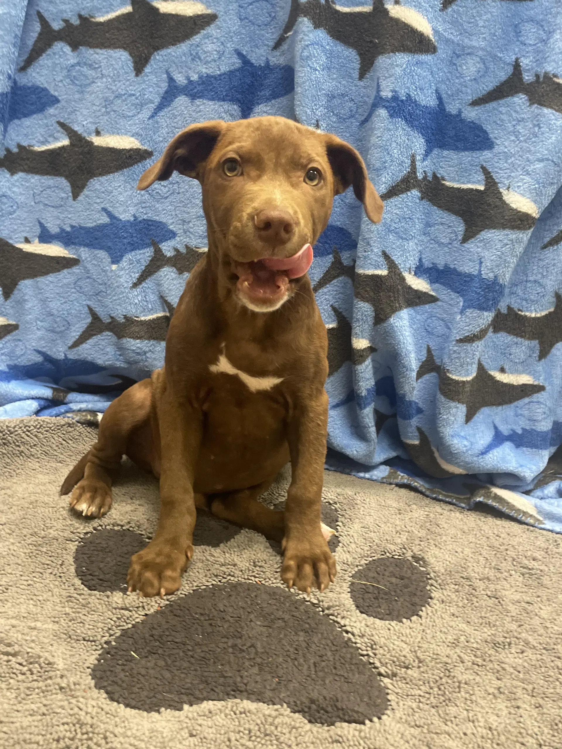 Choco - Labrador Retriever