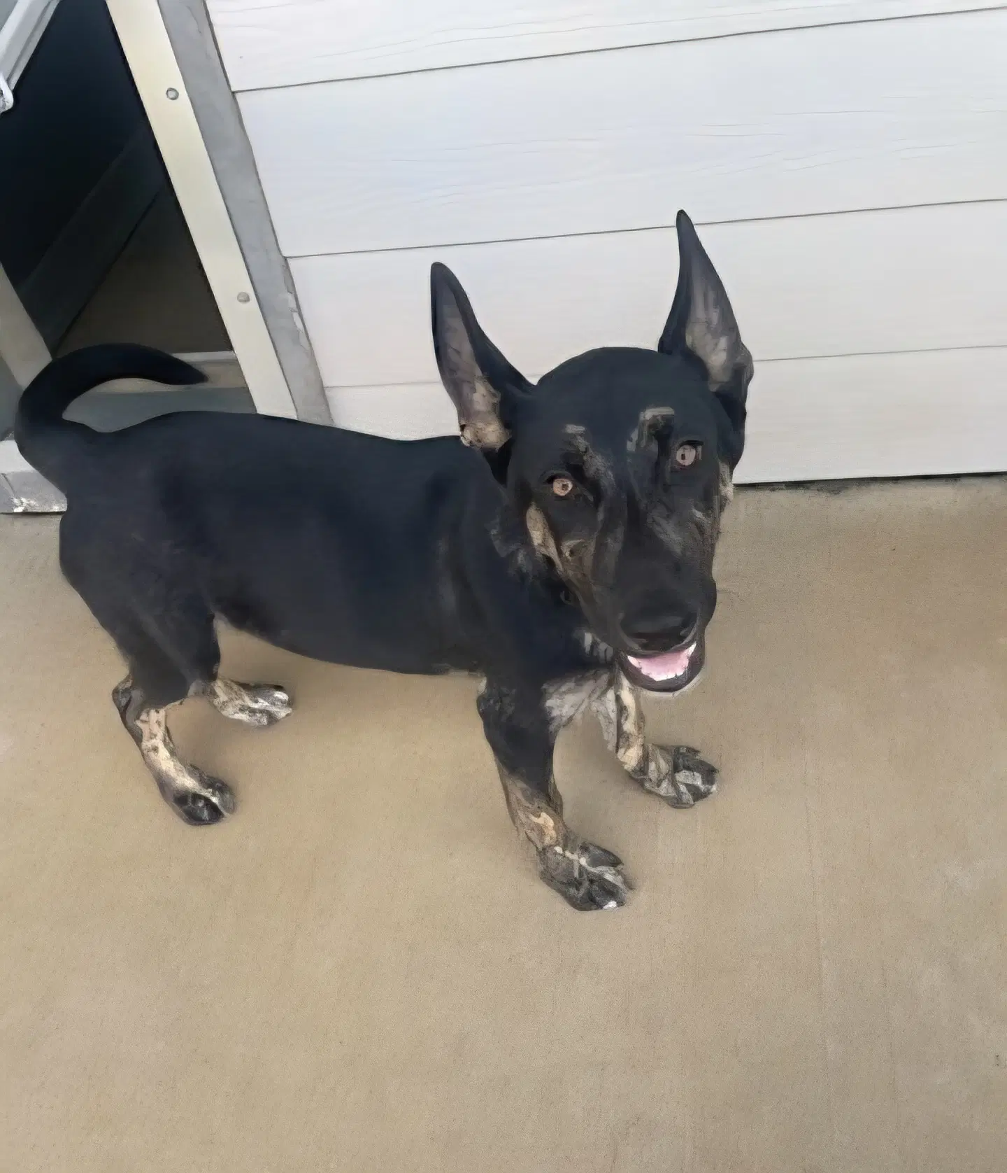 Zorro - German Shepherd