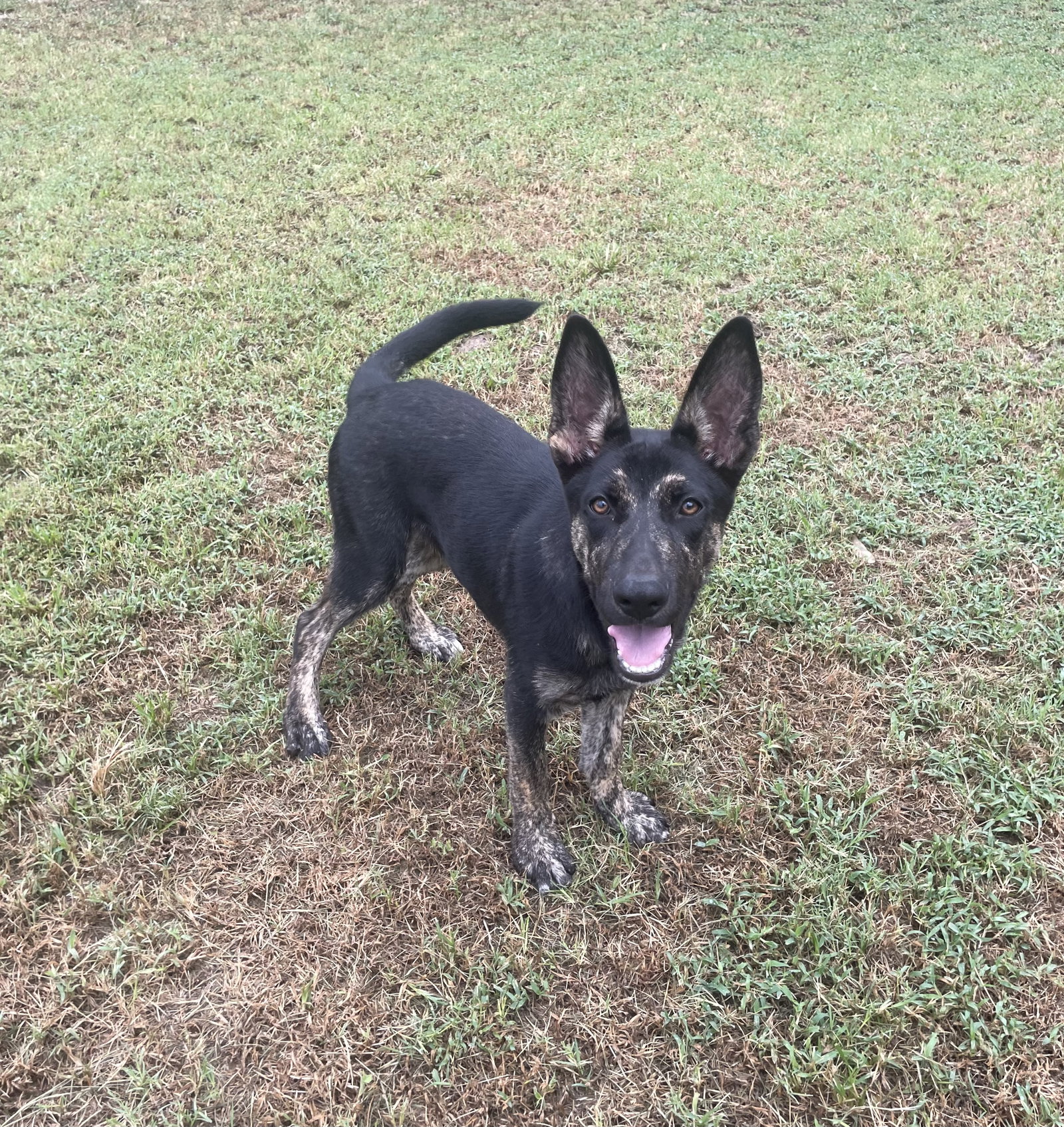 Zorro, photo 3