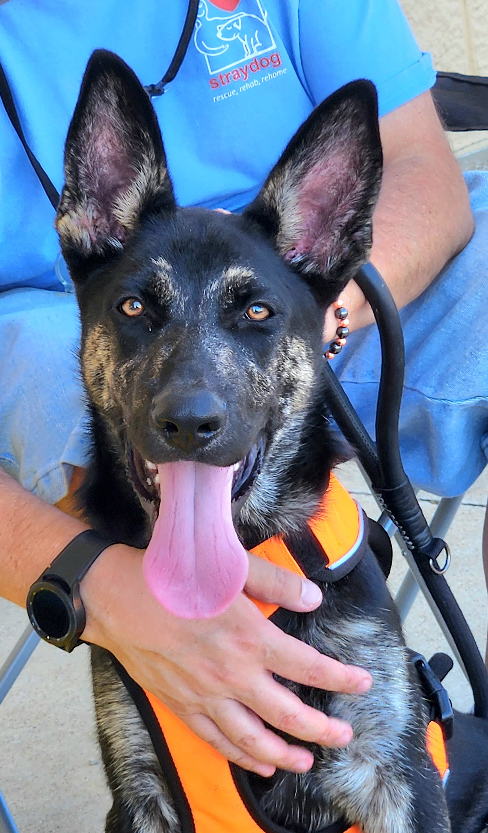 Zorro, German Shepherd Dog