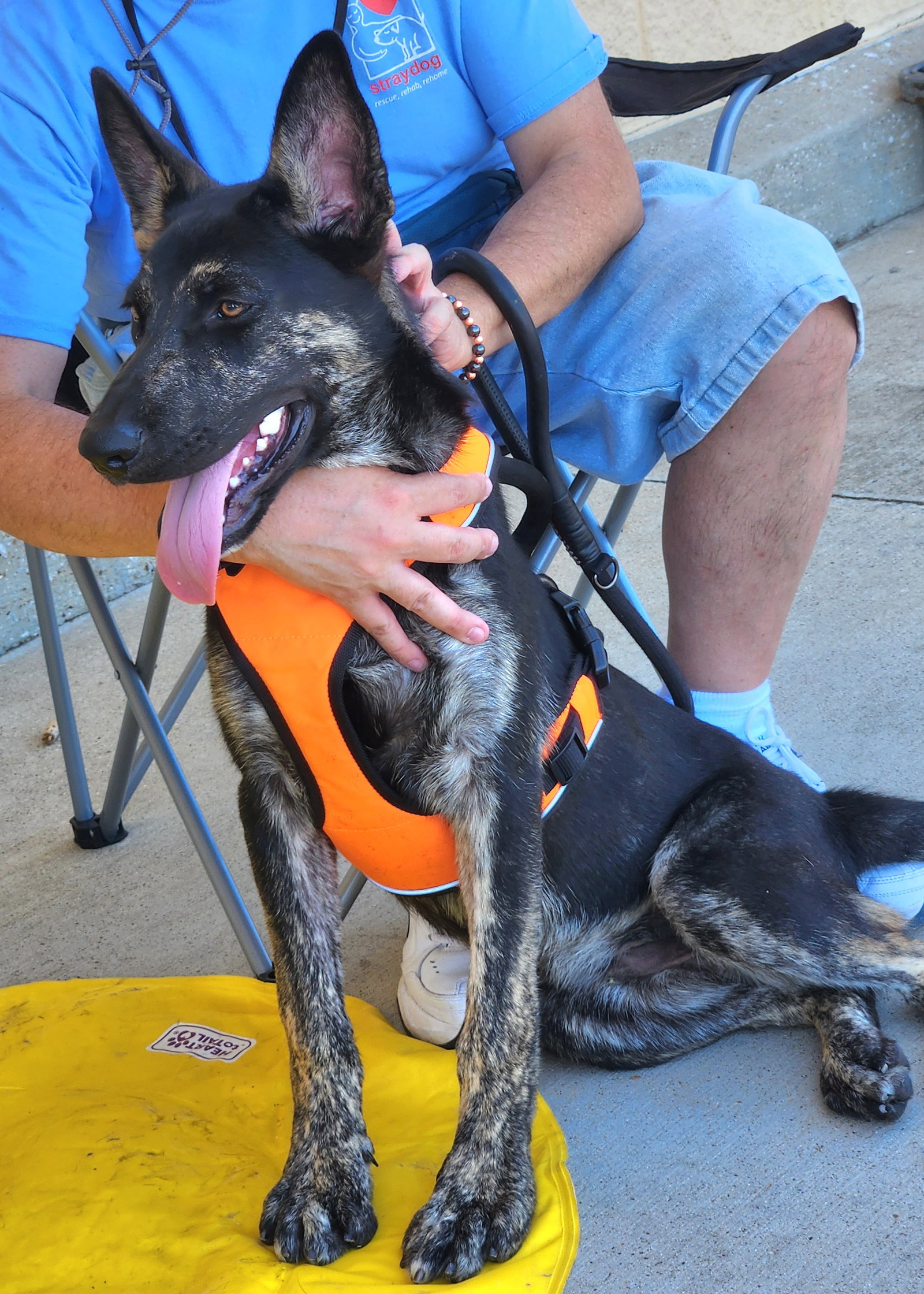 Zorro, photo 2