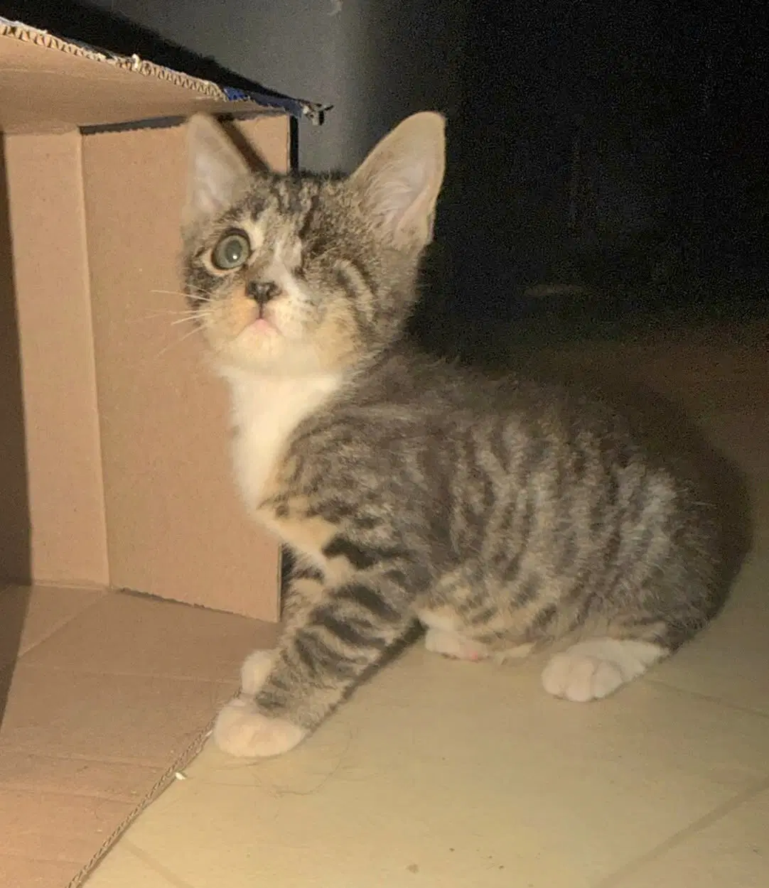 Pipsqueak - Tabby